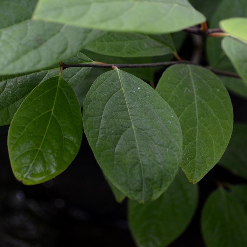 Calycanthus floridus - Arbre aux anémones (Feuillage)