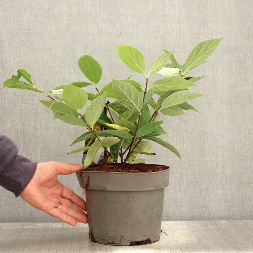 Spécimen de Calycanthus floridus Athens - Arbre aux anémones Pot de 3L/4L tel que livré en automne