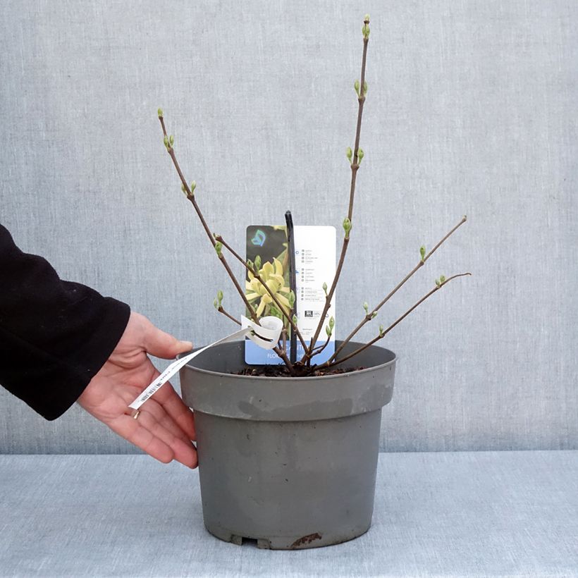 Spécimen de Calycanthus floridus Athens - Arbre aux anémones - Pot de 4L/5L tel que livré au printemps