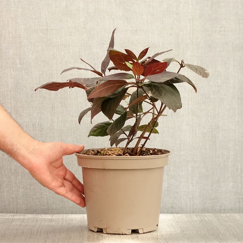 Spécimen de Calycanthus floridus Burgundy Spice - Arbre aux anémones Pot de 4L/5L tel que livré en été
