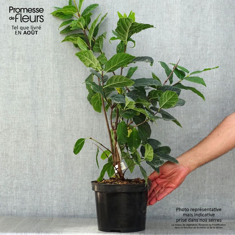 Spécimen de Calycanthus Michael Lindsay - Arbre aux anémones Pot de 4L/5L tel que livré en été