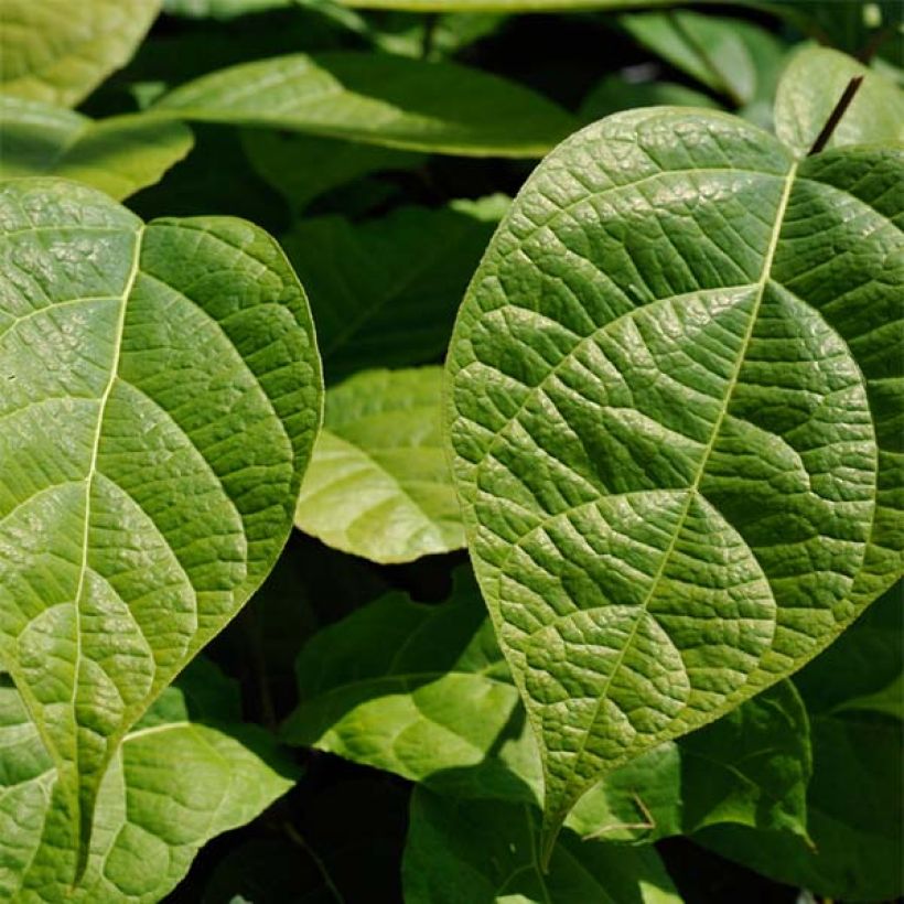 Calycanthus raulstonii Hartlage Wine - Arbre aux anémones (Feuillage)