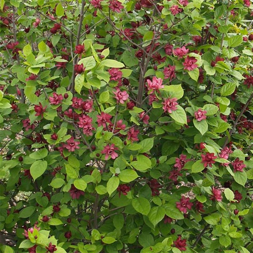 Calycanthus raulstonii Hartlage Wine - Arbre aux anémones (Floraison)