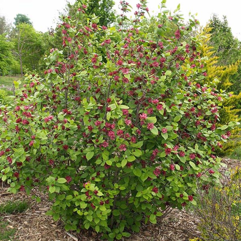 Calycanthus raulstonii Hartlage Wine - Arbre aux anémones (Port)