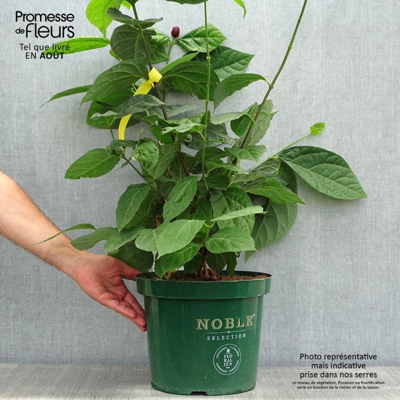 Spécimen de Calycanthus raulstonii Hartlage Wine - Arbre aux anémones Pot de 7,5L/10L tel que livré en été