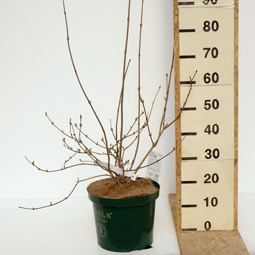 Spécimen de Calycanthus Venus - Arbre aux anémones pot 10L 60cm+ tel que livré au printemps
