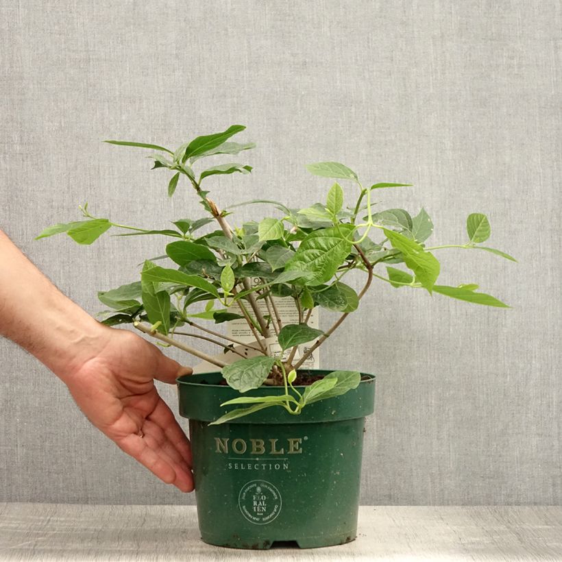 Spécimen de Calycanthus Venus - Arbre aux anémones Pot de 3L/4L tel que livré en été