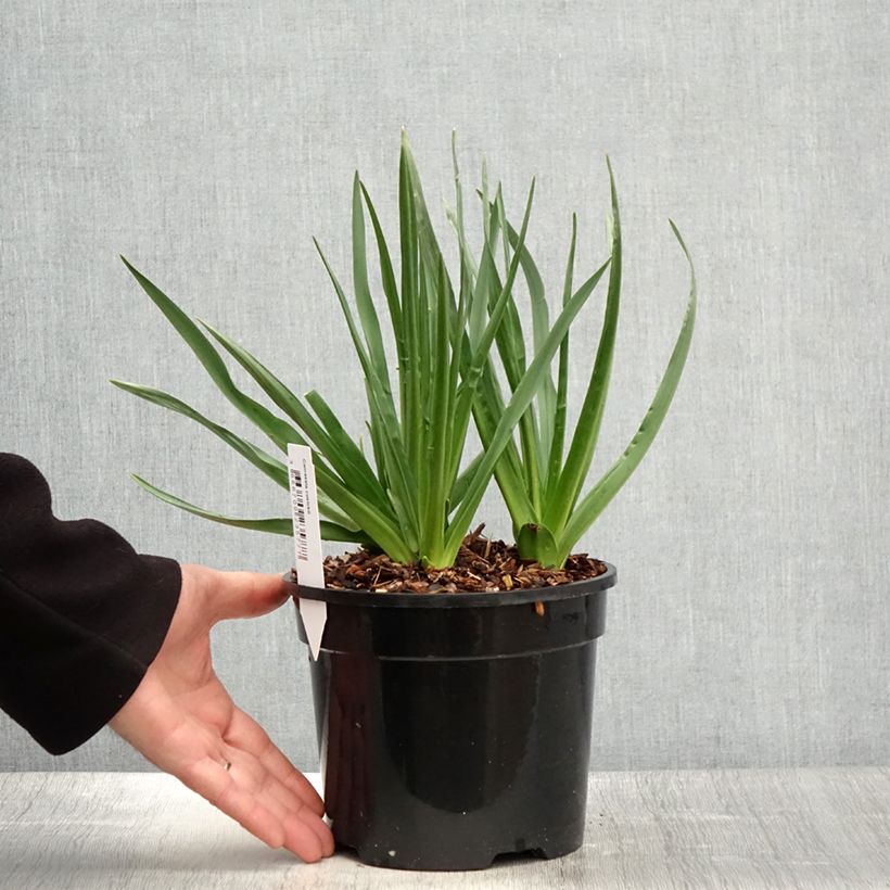 Spécimen de Camassia cusickii - Pot de 2L/3L tel que livré au printemps