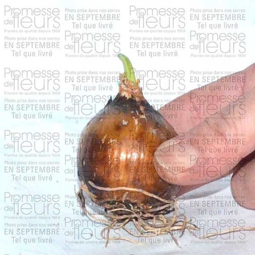 Exemple de spécimen de Camassia leichtlinii Sacajawea Bulbe tel que livré
