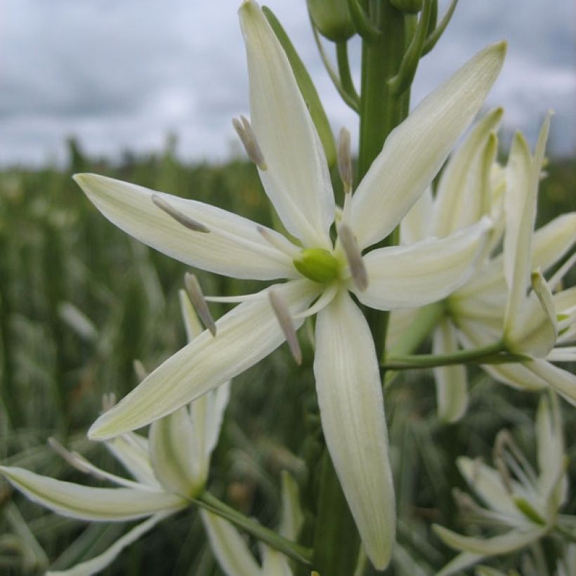 Camassia leichtlinii Sacajawea (Floraison)