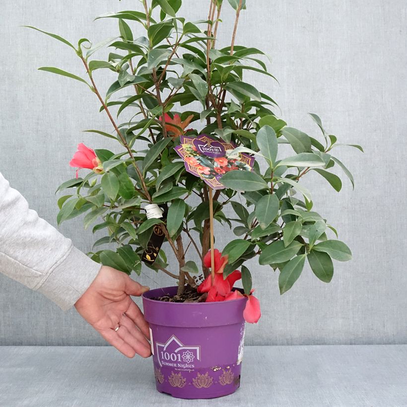 Spécimen de Camélia 1001 Summer Nights Jasmine - Camellia x changii - Pot de 3L/4L tel que livré au printemps