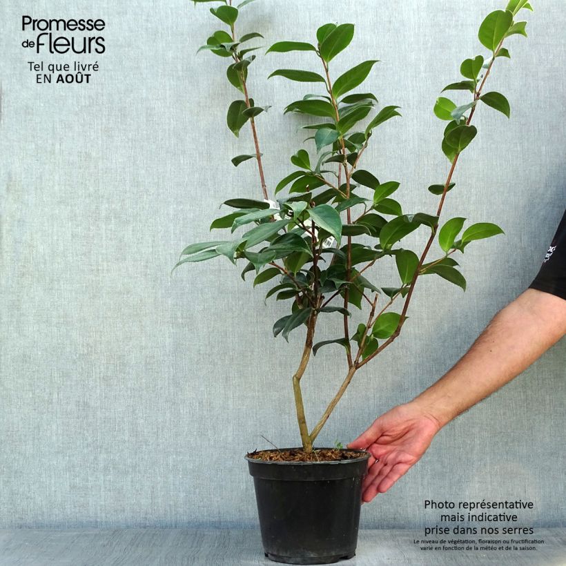 Spécimen de Camélia Adolphe Audusson - Camellia japonica Pot de 4L/5L tel que livré en été