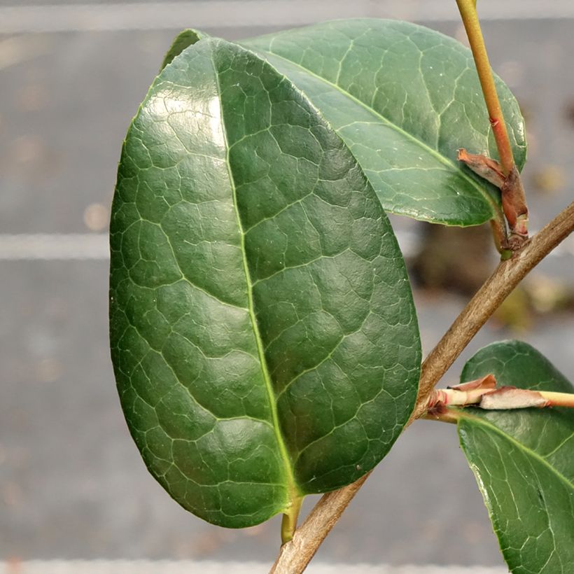 Camélia Anticipation - Camellia x williamsii (Feuillage)