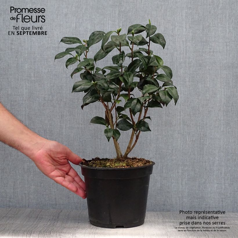 Spécimen de Camelia Bob's Tinsie - Camellia japonica Pot de 4L/5L tel que livré en automne