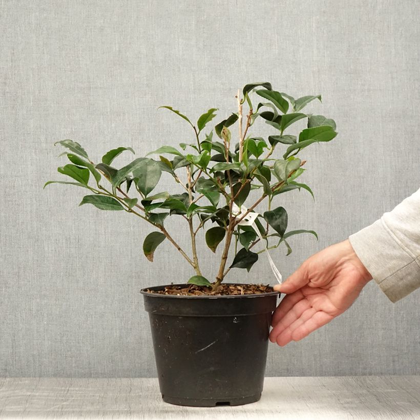 Spécimen de Camelia Bob's Tinsie - Camellia japonica Pot de 4L/5L tel que livré en été