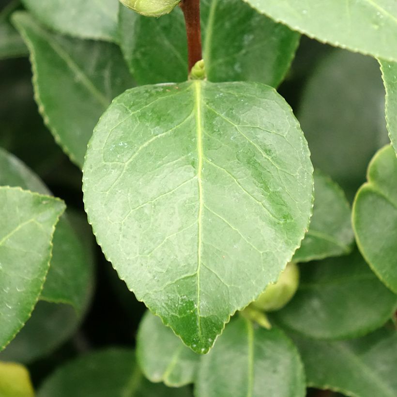 Camélia Bonomiana - Camellia japonica (Feuillage)
