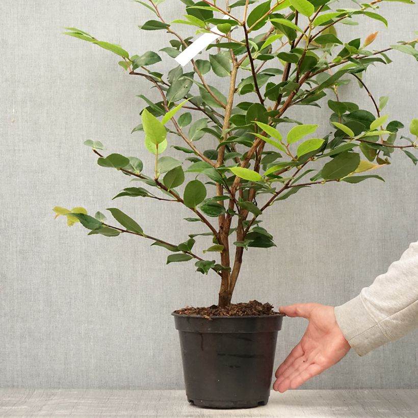 Spécimen de Camélia champêtre - Camellia High Fragrance Pot de 3L/4L tel que livré en été