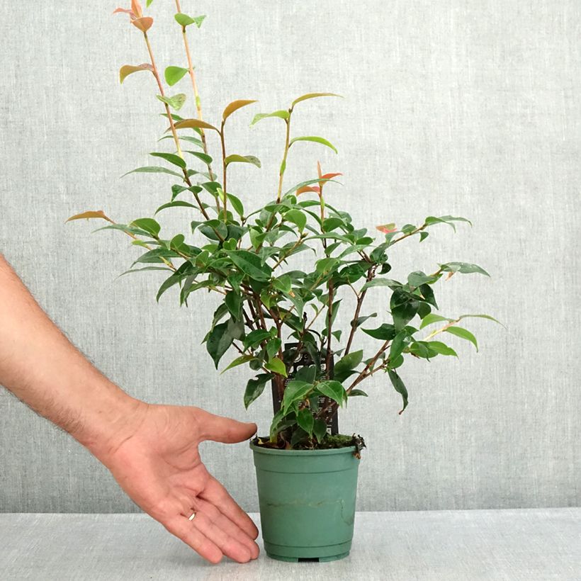 Spécimen de Camélia champêtre - Camellia Spring Festival Pot de 12 cm / 13 cm tel que livré en été