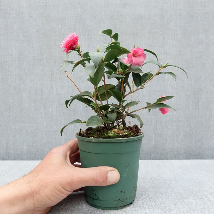 Spécimen de Camélia champêtre - Camellia Spring Festival - Pot de 12 cm / 13 cm tel que livré au printemps