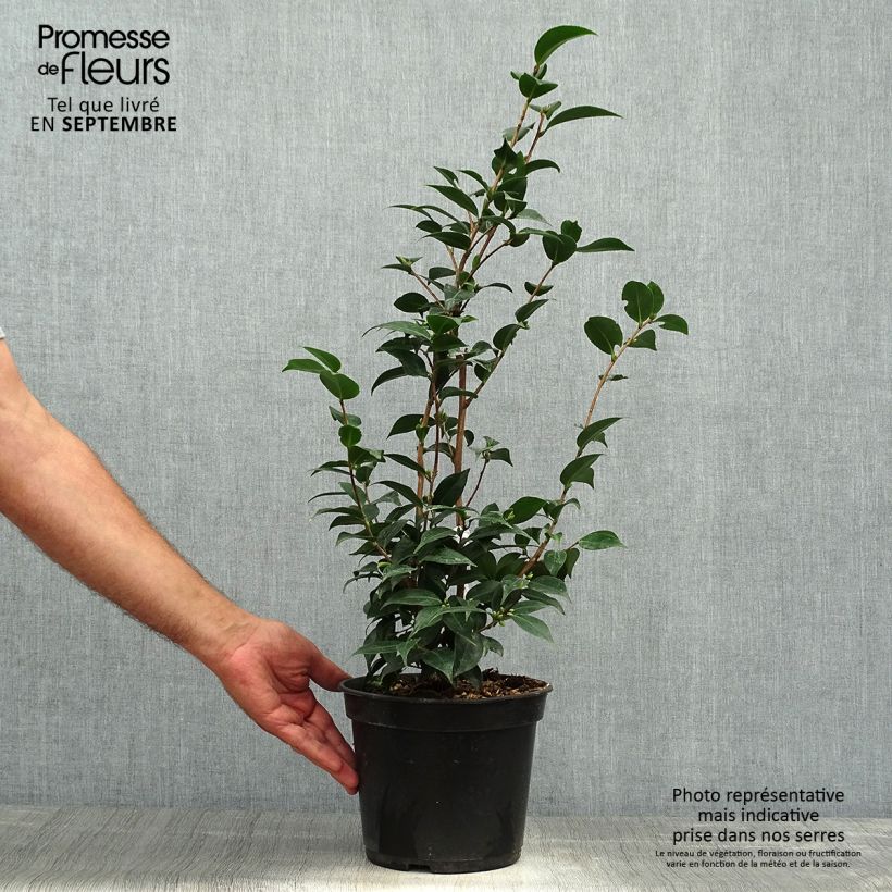 Spécimen de Camélia champêtre - Camellia Spring Festival Pot de 3L/4L tel que livré en automne