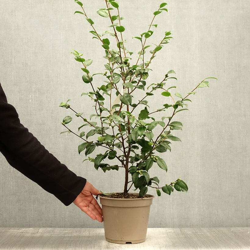 Spécimen de Camélia champêtre Koto No Kaori  Pot de 4L/5L tel que livré en automne