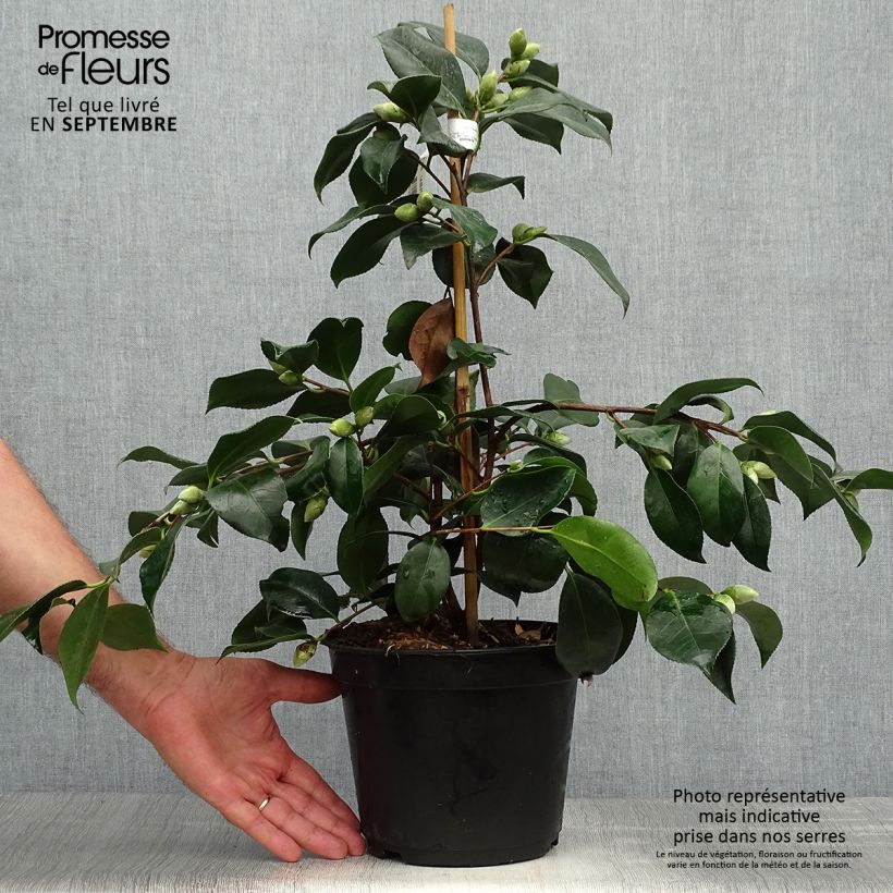 Spécimen de Camélia chandleri Elegans - Camellia japonica Pot de 4L/5L tel que livré en automne
