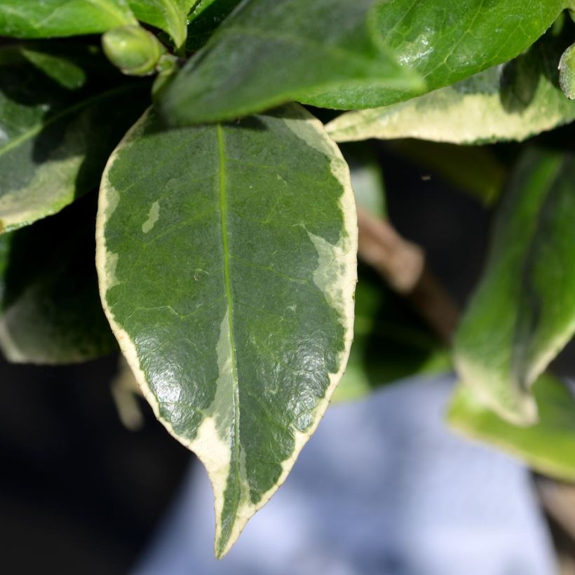 Camélia classique - Camellia Kerguelen (Feuillage)