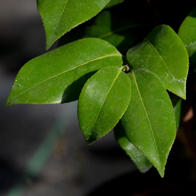 Camélia classique - Camellia Nuccio's Jewel (Feuillage)