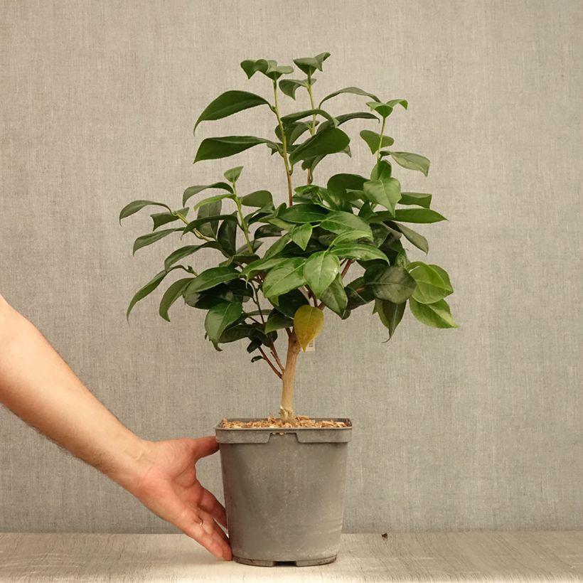 Spécimen de Camélia classique - Camellia Nuccio's Jewel Pot de 3L/4L tel que livré en été