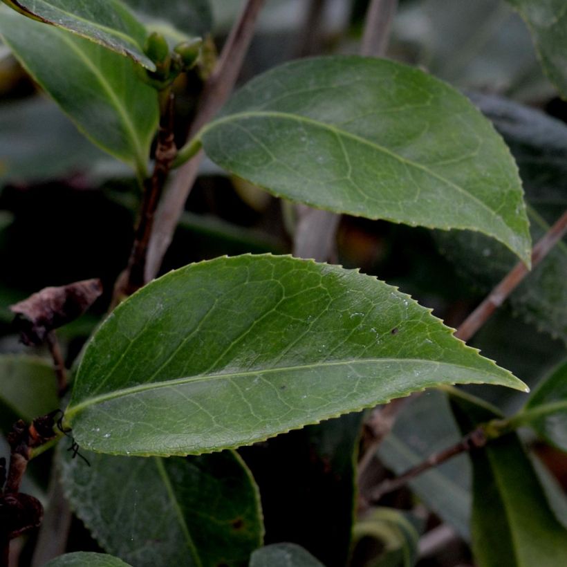 Camélia classique - Camellia Royal Velvet (Feuillage)