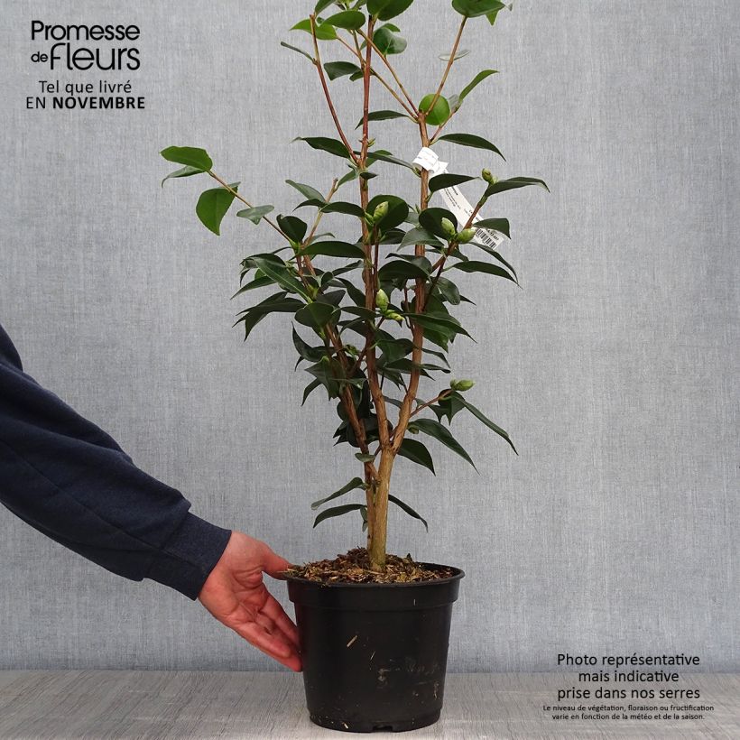 Spécimen de Camélia classique - Camellia Royal Velvet Pot de 4L/5L tel que livré en automne