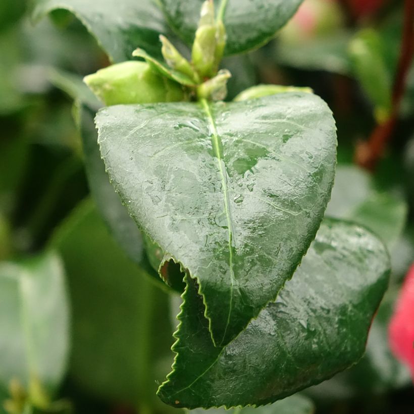 Camélia Comte de Gomer - Camellia japonica (Feuillage)