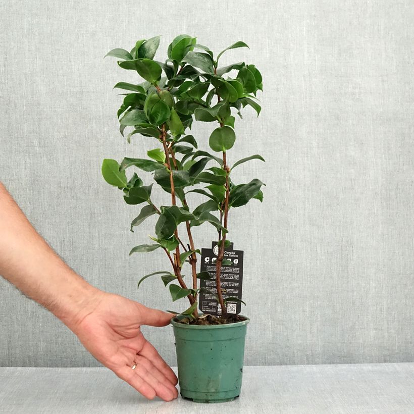 Spécimen de Camélia Comte de Gomer - Camellia japonica Pot de 12 cm / 13 cm tel que livré en été