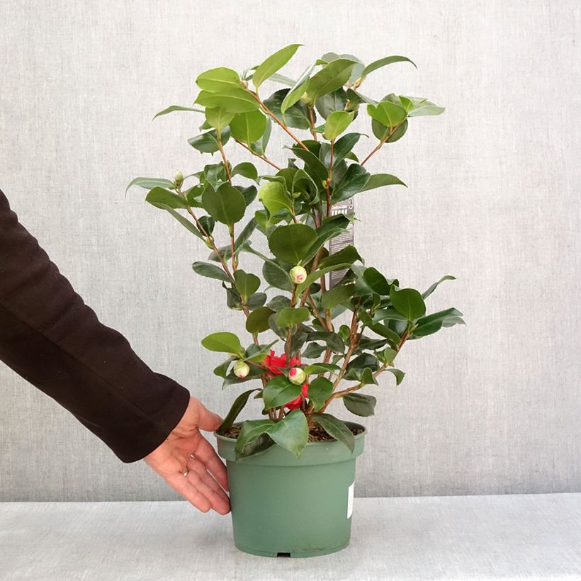 Spécimen de Camélia Comte de Gomer - Camellia japonica Pot de 2L/3L tel que livré en hiver