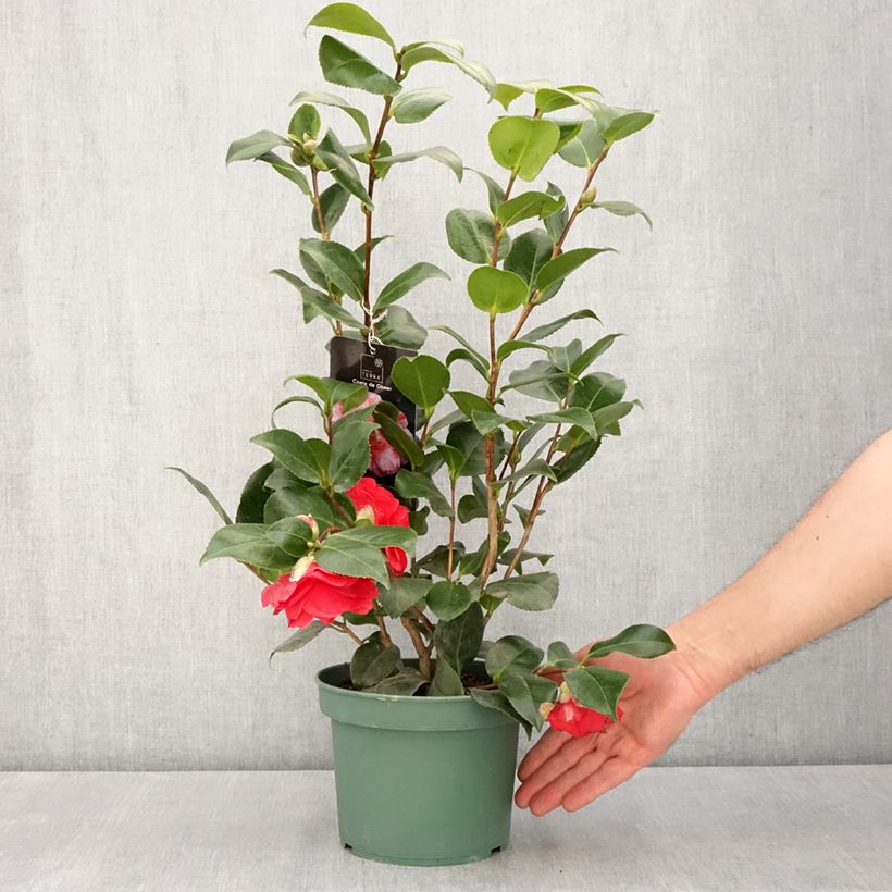 Spécimen de Camélia Comte de Gomer - Camellia japonica Pot de 2L/3L tel que livré au printemps