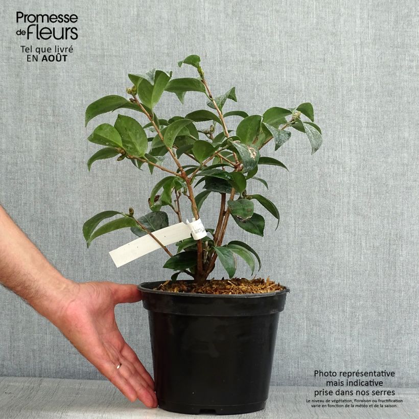 Spécimen de Camélia Coquetti - Camellia japonica Pot de 4L/5L tel que livré en été