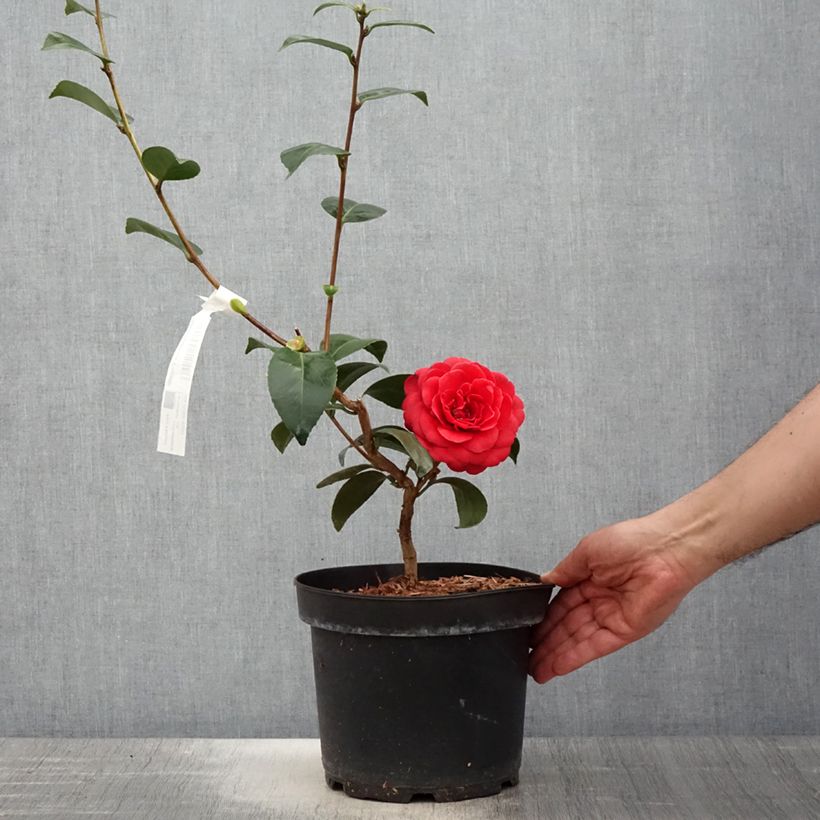 Spécimen de Camélia Coquetti - Camellia japonica tel que livré au printemps