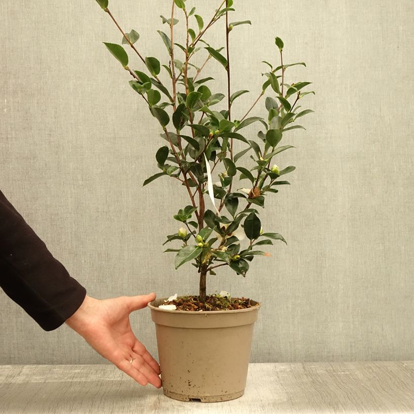 Spécimen de Camelia d'automne - Camelia sasanqua Narumi Gaita Pot de 4L/5L tel que livré en automne