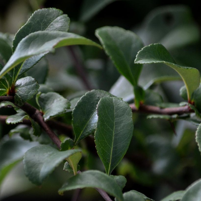 Cognassier du Japon Pink Lady - Chaenomeles superba  (Feuillage)