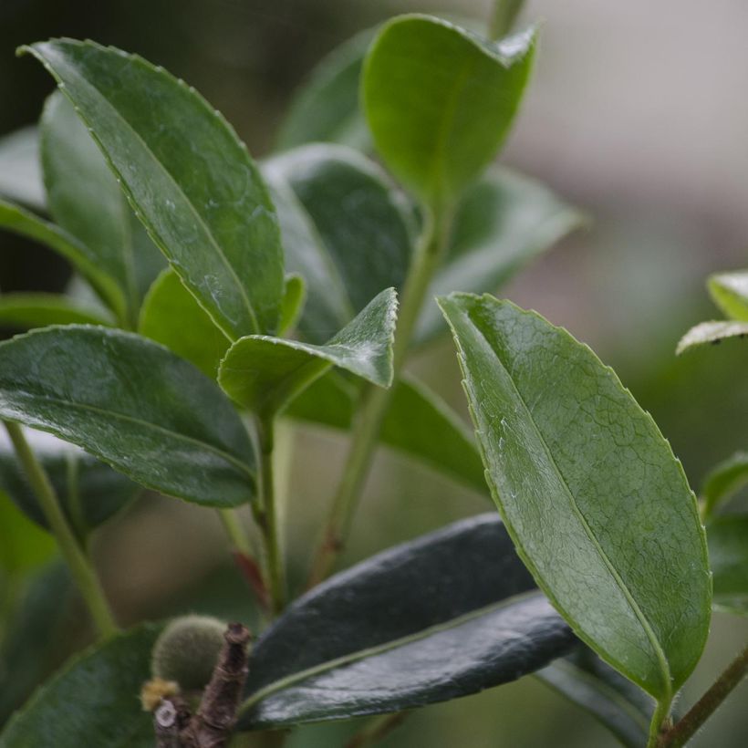 Camélia d'automne - Camellia sasanqua Survivor (Feuillage)
