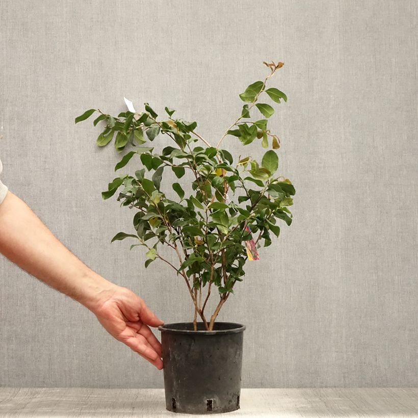 Spécimen de Camélia d'automne - Camellia sasanqua Cleopatra Pot de 3L/4L tel que livré en été