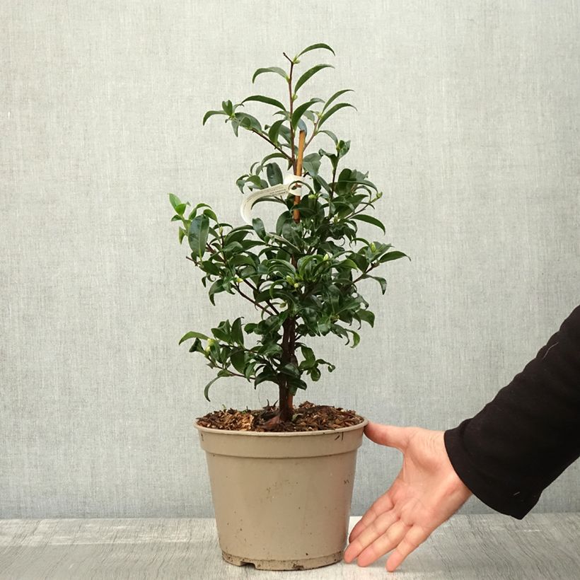 Spécimen de Camelia d'automne - Camellia sasanqua Frosted Star Pot de 4L/5L tel que livré en automne