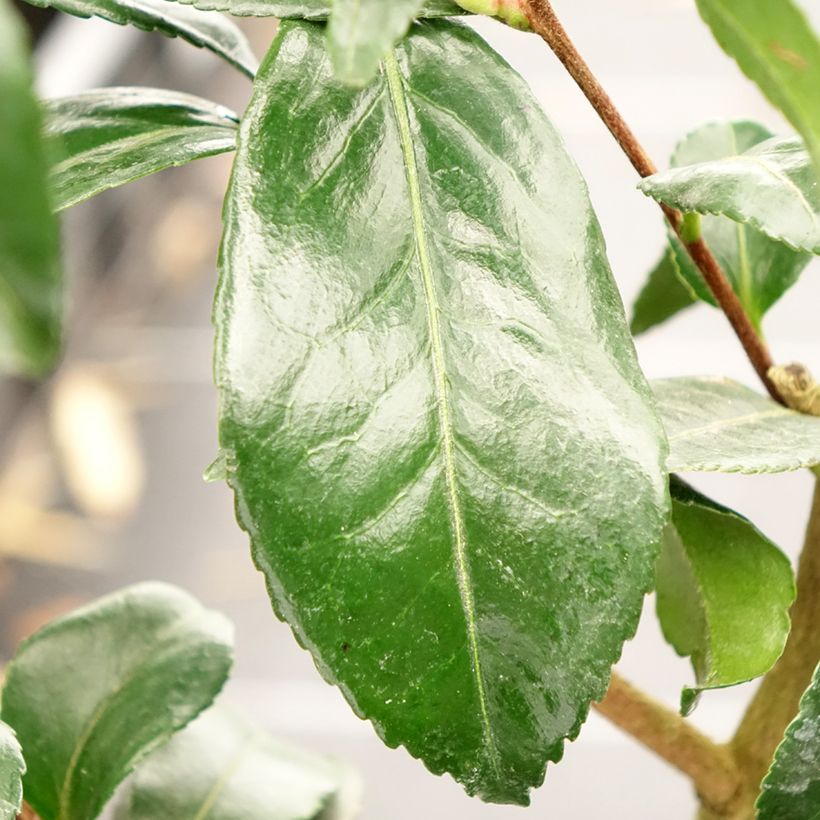 Camélia d'automne - Camellia sasanqua Hinode-Gumo (Feuillage)