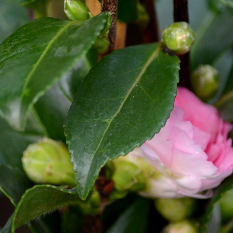 Camélia d'automne - Camellia sasanqua Interlude (Feuillage)