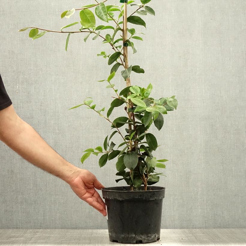 Spécimen de Camélia d'automne - Camellia sasanqua Plantation Pink Pot de 4L/5L tel que livré en été
