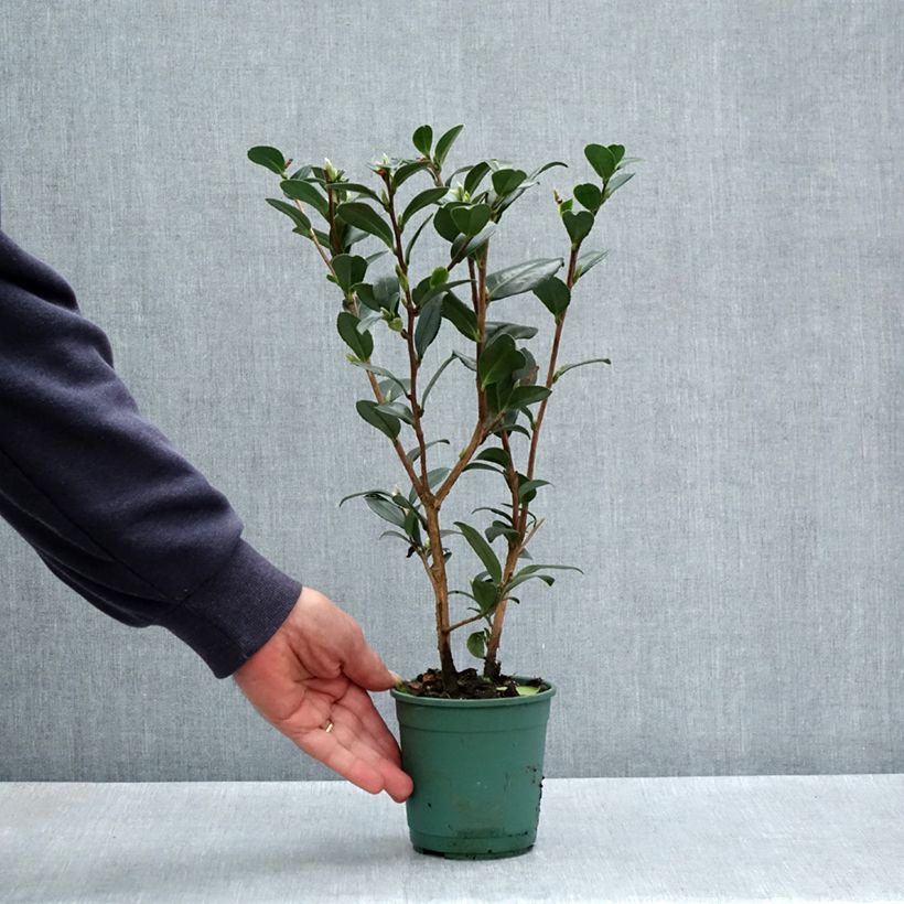 Spécimen de Camélia d'automne - Camellia sasanqua Yuletide - Pot de 12 cm / 13 cm tel que livré au printemps