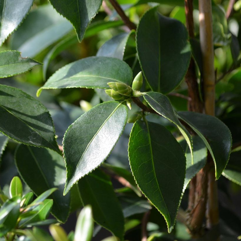 Camélia d'automne - Camellia sasanqua Yume (Feuillage)