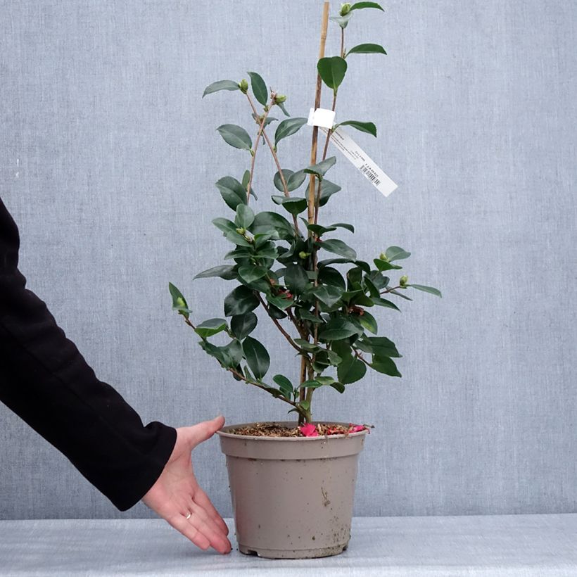 Spécimen de Camelia d'automne - Camellia x hiemalis Bonanza  Pot de 3L tel que livré en hiver