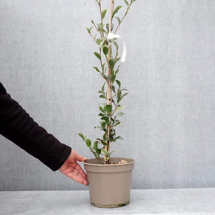 Spécimen de Camélia d'automne panaché - Camelia sasanqua Variegata  Pot de 4L/5L tel que livré en hiver