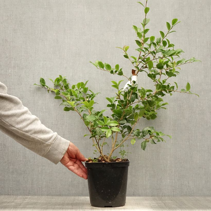Spécimen de Camélia d'automne Versicolor - Camellia sasanqua  Pot de 3L/4L tel que livré en été